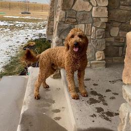 Charlie  - Goldendoodle