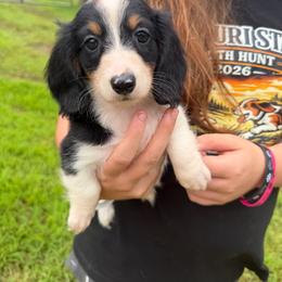 Ann - Piebald female Dachshund puppy in Mansfield, Missouri from Owens Farm