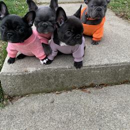 French Bulldog Puppies from Gotts Frenchies
