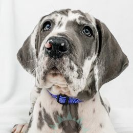 Dachshund, Great Dane, and Yorkshire Terrier Puppies from WZ Kennels