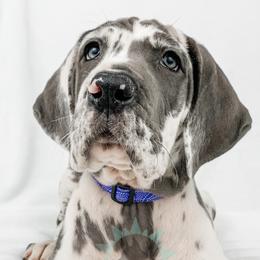 Dachshund, Great Dane, and Yorkshire Terrier Puppies from WZ Kennels