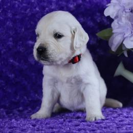 4th Pick Male - Light golden male Golden Retriever puppy in Pasadena, Maryland from Promise Land