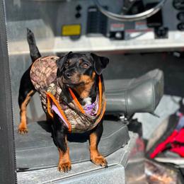 Savage - American Hunt Terrier