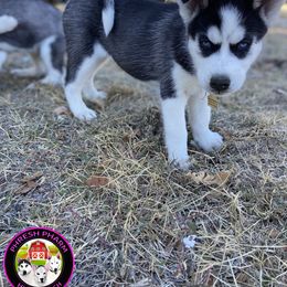 Siberian Husky Puppies from Phresh Pharm Husky Ranch