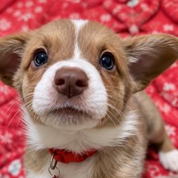 Bosun - Liver and white male Cardigan Welsh Corgi puppy in Denham Springs, Louisiana from Haggard Family Corgis
