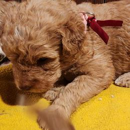 Amber - Caramel female Labradoodle puppy in Fostoria, Michigan from North Country Kennel Club