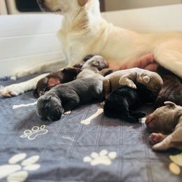 Misty - Black female Labrador Retriever puppy in Sweet Home, Oregon from Knotty Creek Labradors