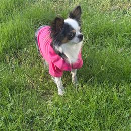 Mystic - Chihuahua
