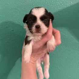 Rose - Liver and white female Shih Tzu puppy in Stroud, Oklahoma from Laik’s Little Shihtz & Poms