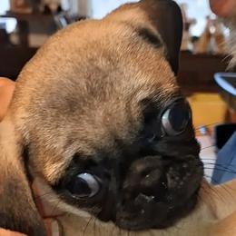 Boy 5 - Fawn male Pug puppy in Gadsden, Alabama from Gadsden Pugs