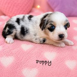 Poppy - Blue merle female Australian Shepherd puppy in Howardsville, Virginia from Spectacular Aussies and Cavaliers