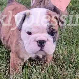 Ruby - Red brindle and white Bulldog puppy in Granville, Iowa from Wrinkly Blessings English Bulldogs