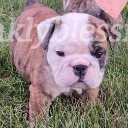Ruby - Red brindle and white Bulldog puppy in Granville, Iowa from Wrinkly Blessings English Bulldogs