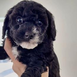 Black Tuxedo Girl - Black female Goldendoodle puppy in Clarksville, Tennessee from Tennessee Goldendoodles, since 2014