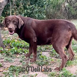 Bluey - Chocolate female Labrador Retriever puppy in Sullivan, Missouri from O’Dell Labs