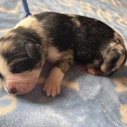 Australian Shepherd Puppies from Good Karma Aussies