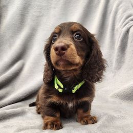 Jasper - Chocolate and tan male Dachshund puppy in Trenton, Florida from Kings Dachshunds