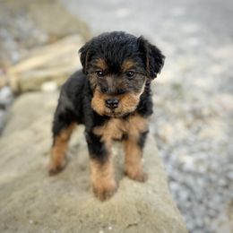 Boy 1 - male Welsh Terrier puppy in Marshallville, Ohio from Anne's Pups