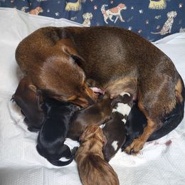 Dachshunds from Julie's Dachshunds