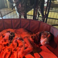 English Springer Spaniel and Springerdoodle Puppies from Springerdoodles In MI