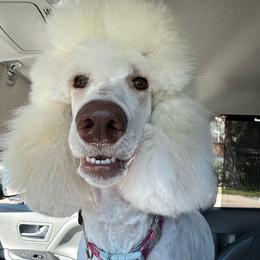 Astra - Poodle