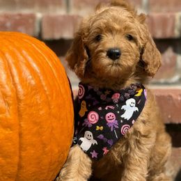 Natasha  - Green collar female - Red  female Goldendoodle puppy in Yuciapa, California from AlltheDoodlez_