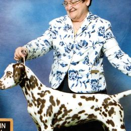 Cavalier King Charles Spaniels, Dalmatians, and Swedish Vallhunds from Snowood Dalmatians and Cavaliers