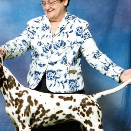 Cavalier King Charles Spaniels, Dalmatians, and Swedish Vallhunds from Snowood Dalmatians and Cavaliers
