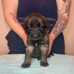 Ms. Rose - Reddish brown female Leonberger puppy in Cypress, Texas from Magnolia Leos