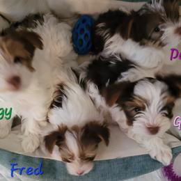 Yorkshire Terrier Puppies from Casey Clan Yorkies