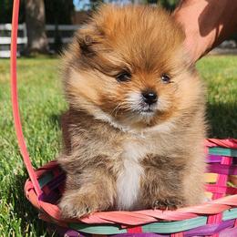 Orange Sable Boy - Orange sable male Pomeranian puppy in Broomfield, Colorado from Diamond-Pom