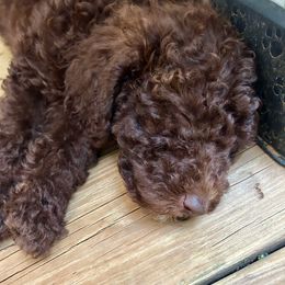 Lady - Brown and white female Aussiedoodle puppy in Denton, Maryland from Royal Conron Doodles