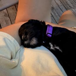 Bernedoodle Puppies from NOB Bernedoodles