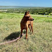 Juliet - German Pinscher