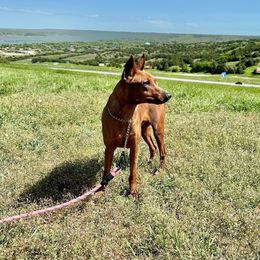 Juliet - German Pinscher