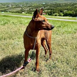 Juliet - German Pinscher