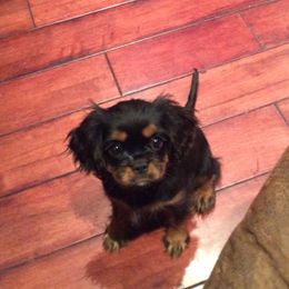 Cavalier King Charles Spaniel Puppies from Teresa Silva