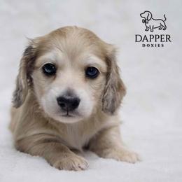Ravioli - Dapple male Dachshund puppy in Zephyrhills, Florida from Dapper Doxies