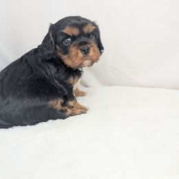 Paul - Black and tan male Cavalier King Charles Spaniel puppy in Seymour, Missouri from Painted Blessing's AKC Cavaliers LLC