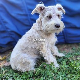 Vashti - Miniature Schnauzer