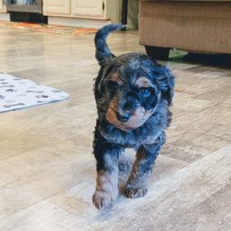 Kevin - Blue merle male Aussiedoodle puppy in Yacolt, Washington from Aussiedoodles by Maggie