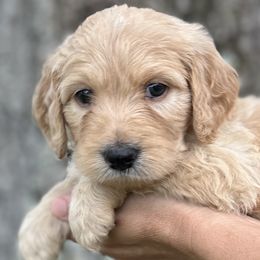 Orchid - Cream Goldendoodle puppy in Bradenton, Florida from Doodle Acres