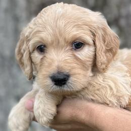 Orchid - Cream Goldendoodle puppy in Bradenton, Florida from Doodle Acres