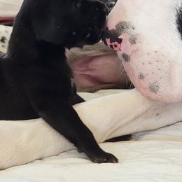 Great Dane Puppies from Patientdanes