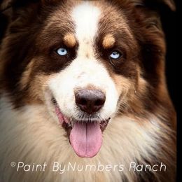 Rebel - Australian Shepherd