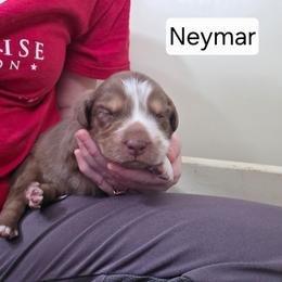 Neymar FIFA - Red tri-color male Australian Shepherd puppy in Solon, Maine from Mountain Range Australian Shepherds