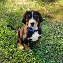Beauceron, Greater Swiss Mountain Dog, and Nederlandse Kooikerhondje Puppies from Blackamber Swissies Beaucerons Ambermoon Kooikerhondje