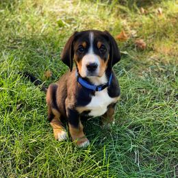 Beauceron, Greater Swiss Mountain Dog, and Nederlandse Kooikerhondje Puppies from Blackamber Swissies Beaucerons Ambermoon Kooikerhondje