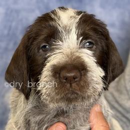Boy 3 - Brown and gray male Wirehaired Pointing Griffon puppy in Milton, Florida from Dry Branch
