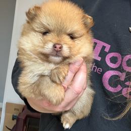 Snickers - Chocolate sable male Pomeranian puppy in Corydon, Indiana from Kortes Pomeranians